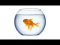 The HARDEST riddle in the world with solution