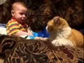 Cat headbutt