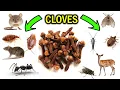 How To Get Rid of Pests with Cloves Clove oil - ANTS FLIES MICE SILVERFISH BEDBUGS MOTHS etc