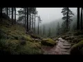 Download Lagu ASMR Hujan dan Badai Petir Terbaik untuk Tidur Nyenyak di Hutan Pinus
