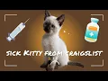 Adopting A Kitten From Craigslist Meet Benji