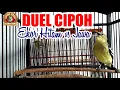 Duel Cipoh Ekor Hitam Sumatera vs Sirtu Jawa
