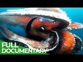 Download Lagu Wildlife Instincts | The Bizarre Underwater World of Noto Peninsula | Free Documentary Nature
