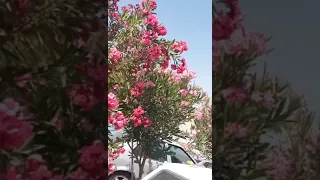 شادي رنجوس   كل ورود هالدنيا بدي هديكي   حالات وتساب حب دندنها