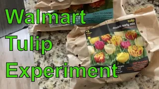 Walmart Clearance Tulips