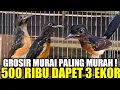 Download Lagu GREBEK ! PUSATNYA MURAI TROTOL TRAH BAHOROK, MURAI BLOROK, DLL SEMUA DIJUAL CUMA MULAI 180.000AN