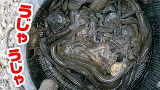 Catch eels in large quantities with traps!