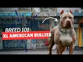 XL American Bully Dog 101 All You Need To Know
