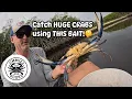 Download Lagu The HUGE CRABS are RUNNING! Testing Baits: Stinky Chicken or Mayan Cichlid, What Caught  BEST?