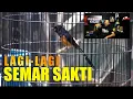 Lagu SEMAR SAKTI murai balak yang stabil