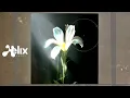 Netsky & Bebe Rexha - Light That Leads Me (Visualizer) [Helix Records]
