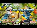 Download Lagu SUARA PIKAT BURUNG KECIL AMPUH ANTI DONG PALING MEMPESONA