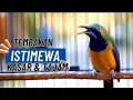 Lagu Suara Cucak Cungkok Paling Dicari! Masteran Wajib Buat Semua Burung Fighter