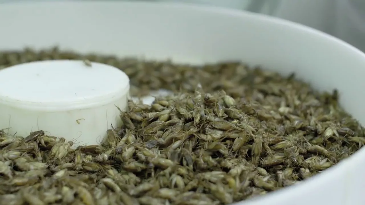 Outline Video First Modern Cricket Farm with MAX Industrial Microwave(Edible Insect Dryer)