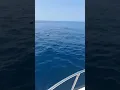 Download Lagu mante #live #fishing #fishingvideo #sanvincenzo