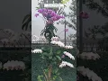 Download Lagu Buy Rare Orchid Plants Online #flowers #plants #gardening #orchidcare #orchid #orchids #dendrobium