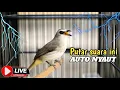 Download Lagu TRUCUKAN GACOR DI PAGI HARI SUARA PANCINGAN UNTUK BURUNG TRUCUKAN BAHAN