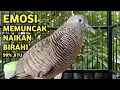 Lagu Perkutut Lokal Gacor Suara Super Kristal - Pancingan SapuJagat (99%AMPUH BANGET)