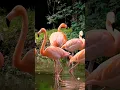 Download Lagu Flamingo Bird Sound 🦩#shorts