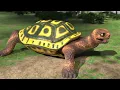 The Tortoise and The Hare Abandoned 3D Short Work in Progress