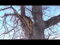 High winds in Casper take down trees and close cemetery city advises caution