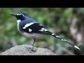 Download Lagu MASTERAN GACOR \u0026 PIKAT KACER BLOROK AIR MENINTING SUARA PANCINGAN | KICAU MERDU ASLI SUARA BURUNG