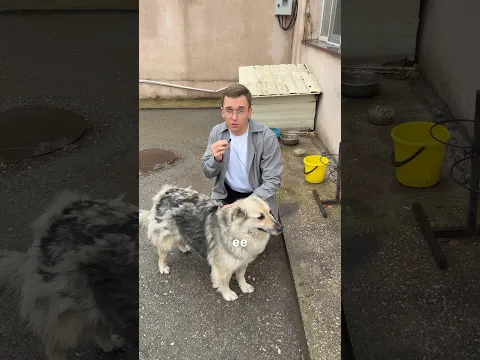 Хочу Щенят от моей Собаки охранницы!