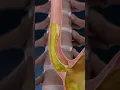 Acid Reflux GERD and Heartburn explained in 3D