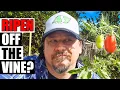 Ripening Tomatoes Off The Vine Faster - Garden Quickie Episode 264