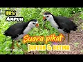 SUARA PIKAT RUAK RUAK JANTAN DAN BETINA|| 2025 AMPUH//BITDRAP