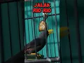 Download Lagu Burung jalak rio rio #kicaumania
