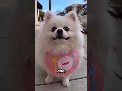 Este Perrito Se Hizo Millonario Con Sus Pedos 😂💰