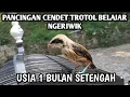 Download Lagu Pancingan Cendet Trotol Agar Cepat Ngeriwik Gacor