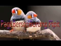 Lagu Lagu Rohani Kristen - Pagi BerseriBurung Pipit