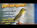 Lagu pleci auri gacor❗ masteran terapi pancingan suara burung pleci auriventer ngalas