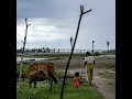 Jerih - Umar Haen