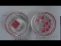 Agar Diffusion Lab AP Bio - Surface Area to Volume Ratio