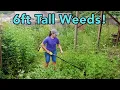 You NEED the Ryobi Brush Cutter for this Yard