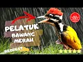 Download Lagu Pelatuk bawang gacor panjang cocok buat murai batu |cucak Ijo |cendet |konin |kacer bagus