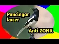 Pancingan kacer gacor full isian || Pancingan kacer anti zonk anti Lelet