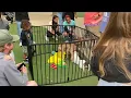 Henrico Humane hosts adoption event at Short Pump Town Center