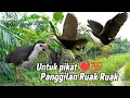 Download Lagu SUARA PIKAT BURUNG RUAK-RUAK || SUARA JERNIH 2 MENIT LANGSUNG DATANG ||