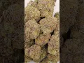 Gumbo Cannabis strain Dr Greenbody