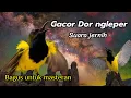SOGON GACOR FULL NGLEPER !! suara jernih