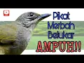 Download Lagu Suara Pikat Merbah Belacan Mata merah | Merbah Belukar