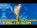 Download Lagu Masteran Trucukan Gacor Asli Alam Durasi Panjang