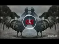 Lagu मुर्गा डीजे सॉन्ग/cock dj songs #cocksong
