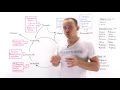 Introduction to glucogenic and ketogenic amino acids