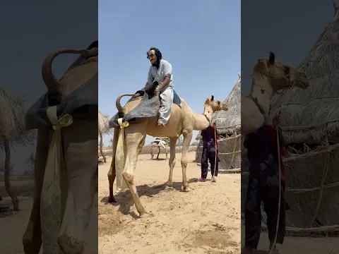 رجلٌ مسنّ يعتني بجمله ويستخدم طريقةً تقليدية لتنظيف جلده والعناية به