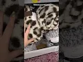 Blankets at Walmart